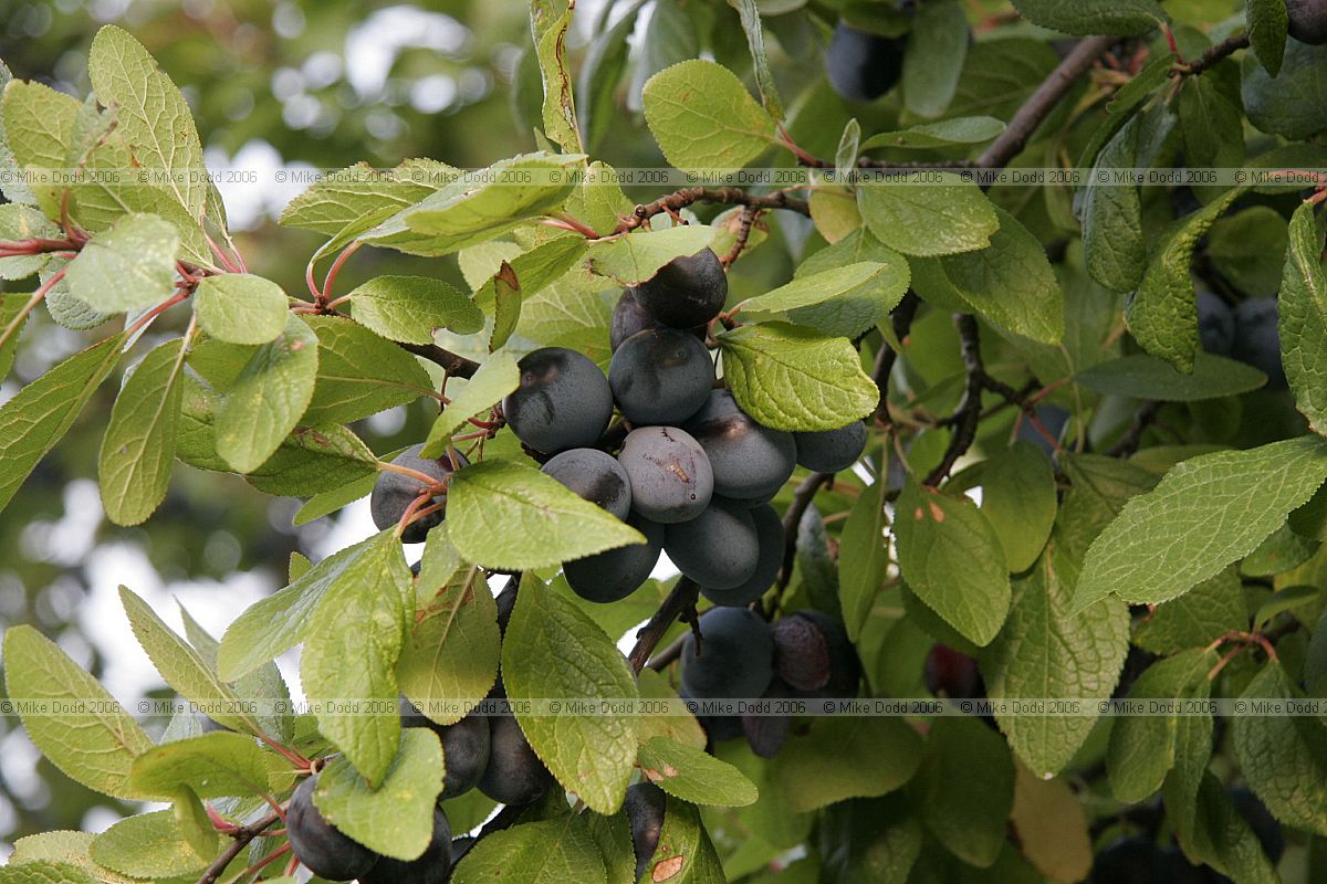 Prunus domestica subsp. insititia Damson