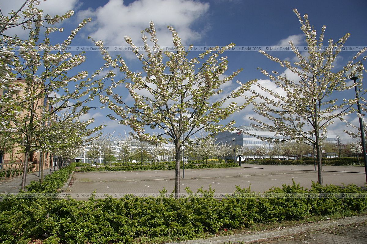 Prunus cherry trees in flower central Milton keynes