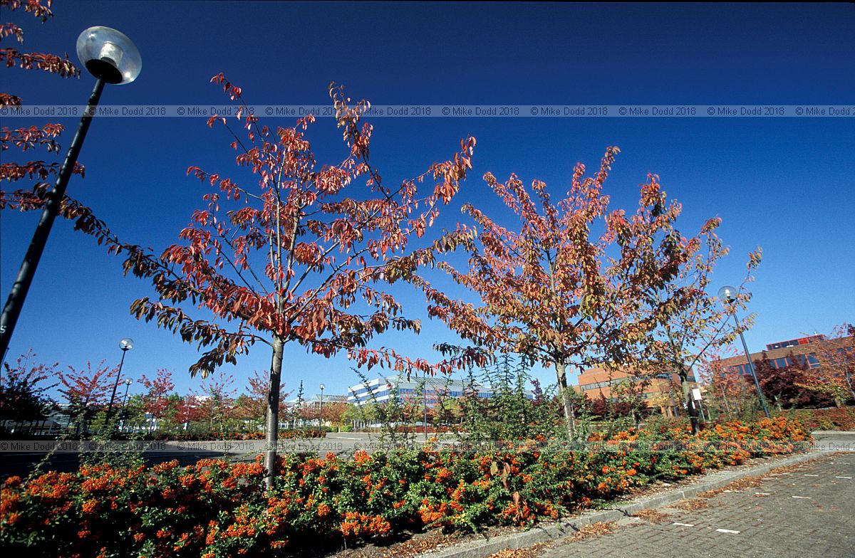 Prunus autumn colour central Milton Keynes