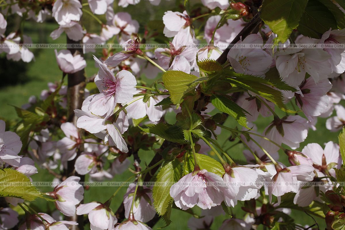 Prunus 'Matsumae-mathimur-zakura'