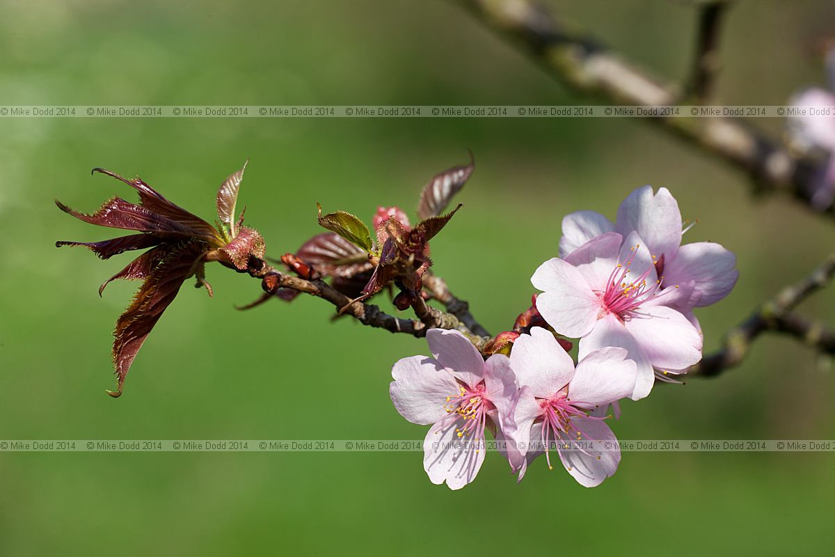 Prunus sargentii Sargent Cherry