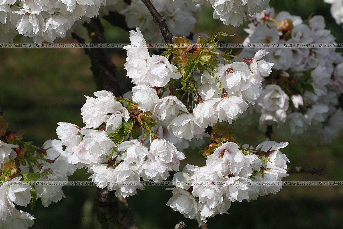 Prunus 'Shirotae'