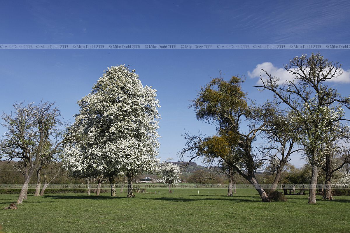 Pyrus communis pear trees in bloom
