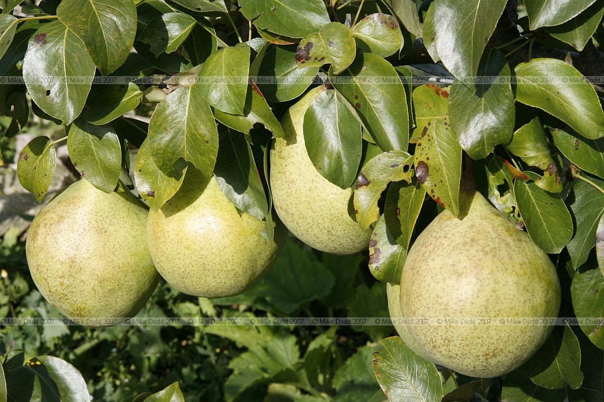 Pear 'Beurre Six' from 1860's