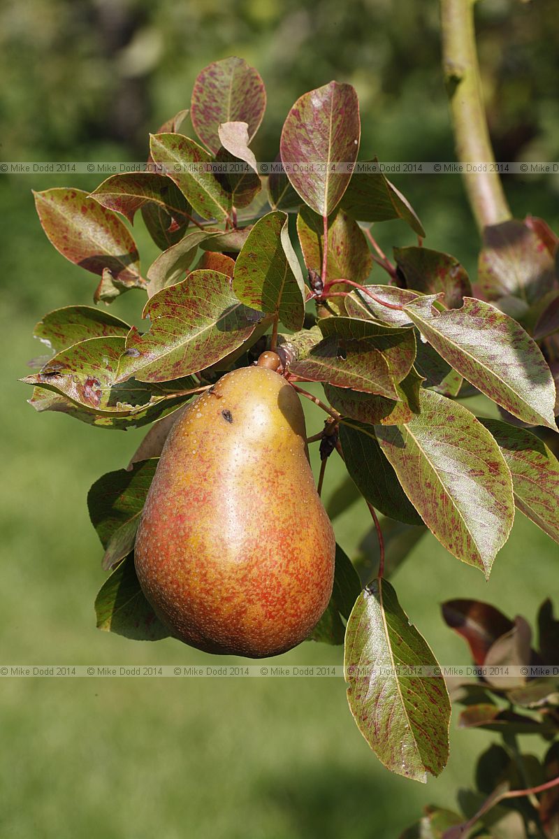 Pyrus communis subsp. communis pear 'Beurre Clairgeau'