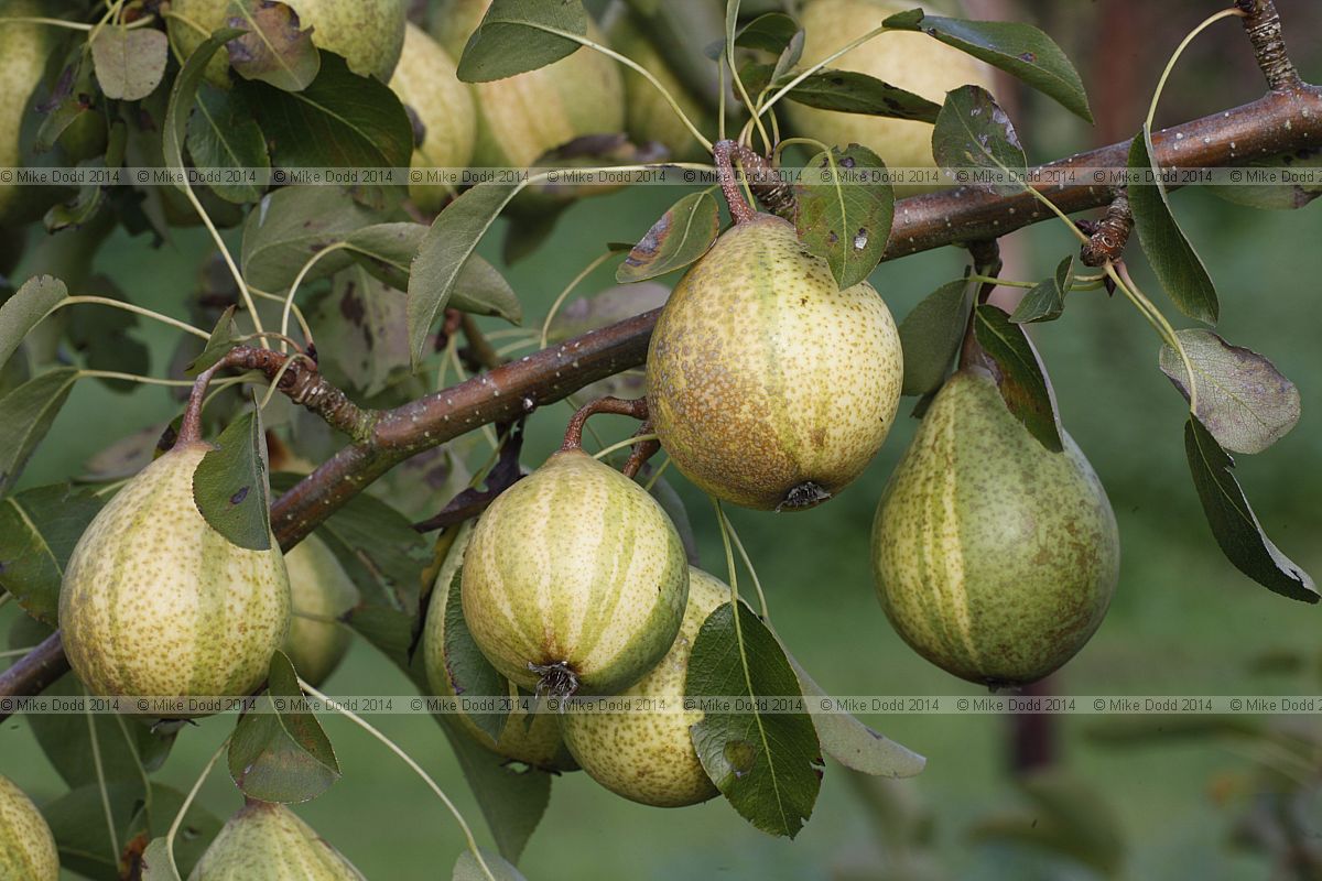 Pyrus communis subsp. communis pear 'Pysanka' (Humbug pear)