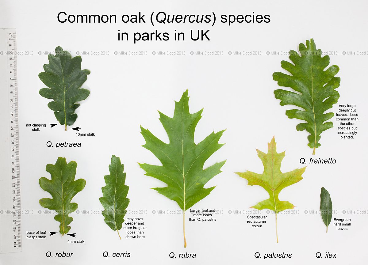 Quercus common species