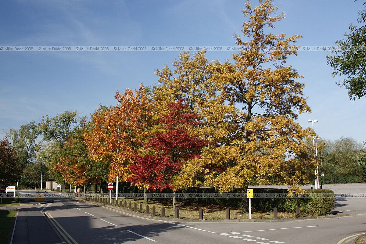 Quercus species showing autumn colour