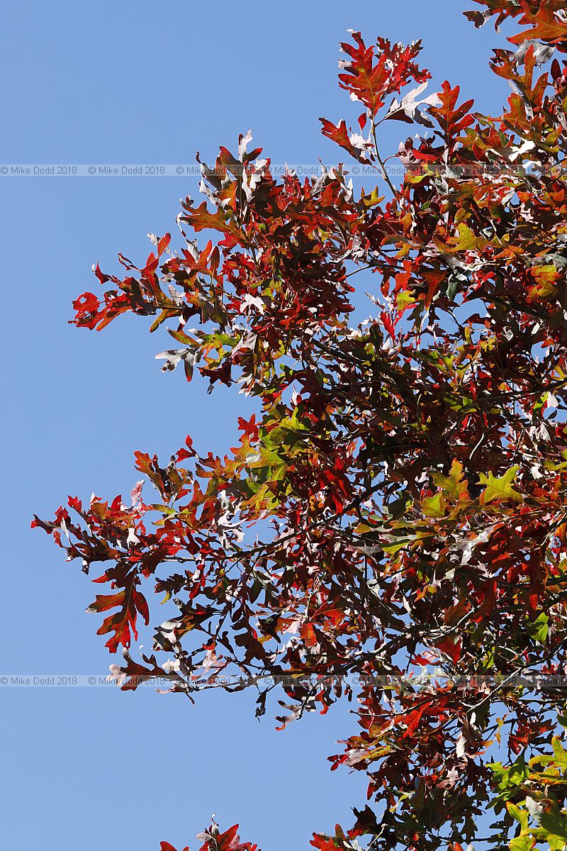 Quercus alba White oak