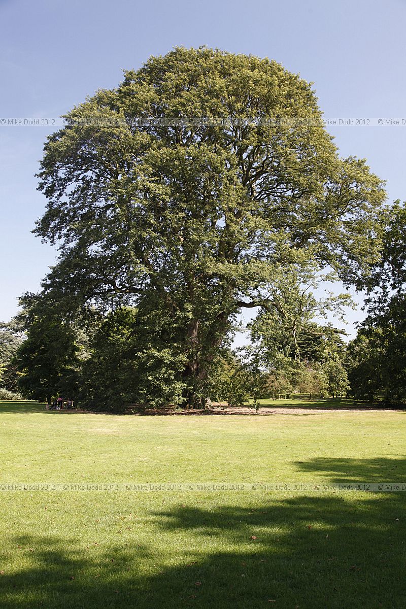 Quercus castaneifolia Chestnut-leaved oak
