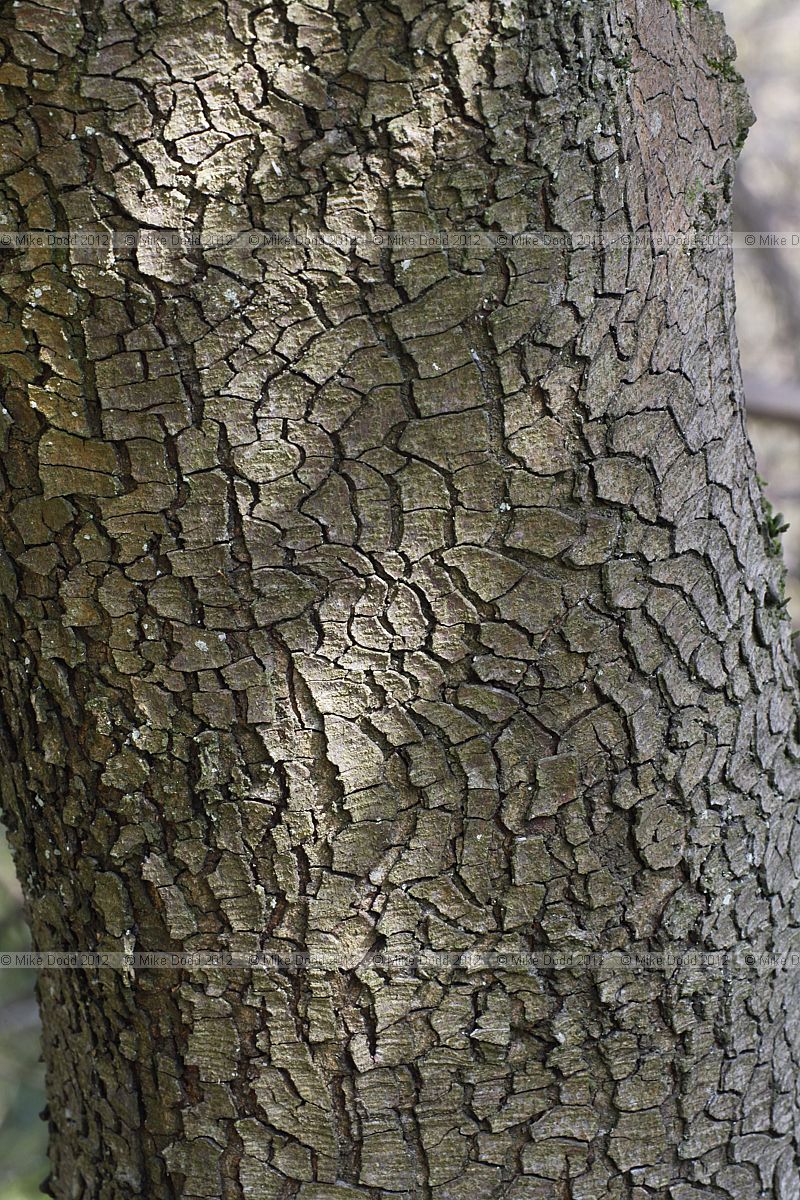 Quercus coccifera subsp calliprinos Palestine Oak