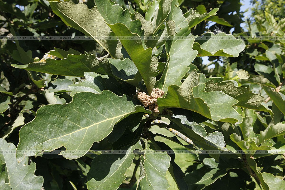 Quercus dentata Daimyo Oak