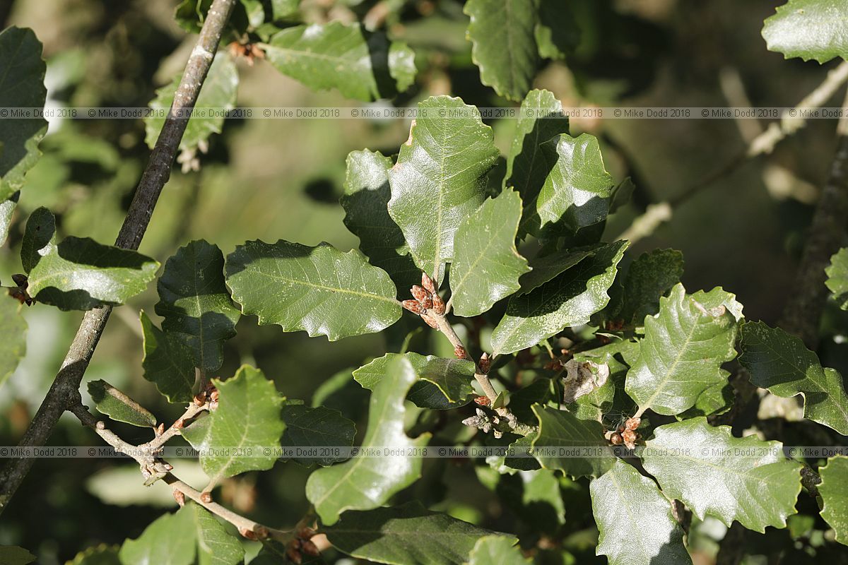 Quercus faginea Portugese oak