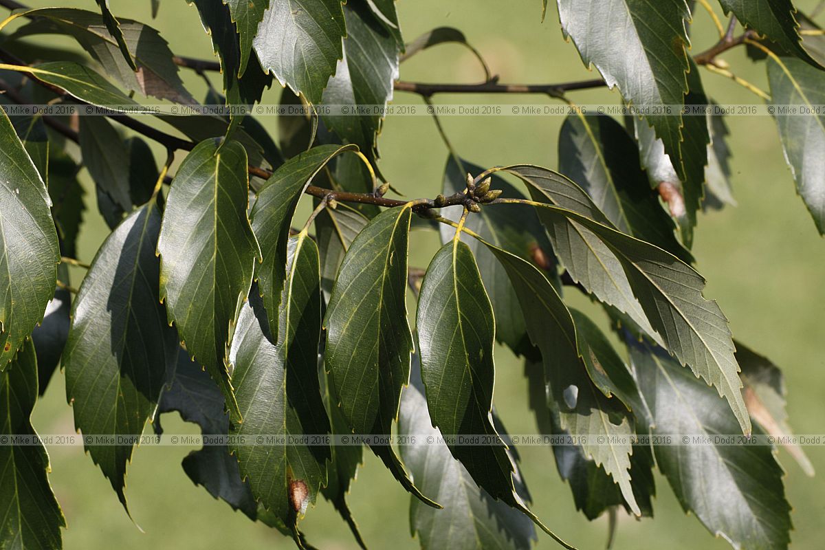 Quercus glauca Ring-cupped oak or Japanese blue oak