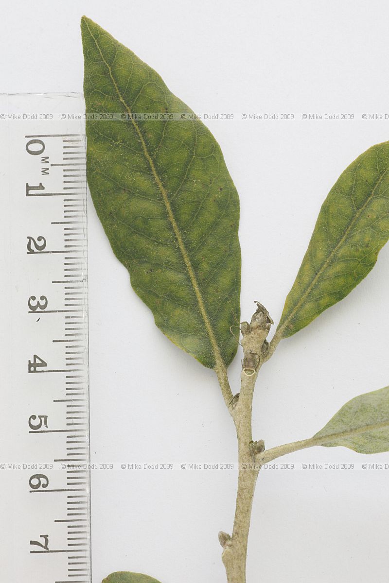 Quercus ilex Holm Oak
