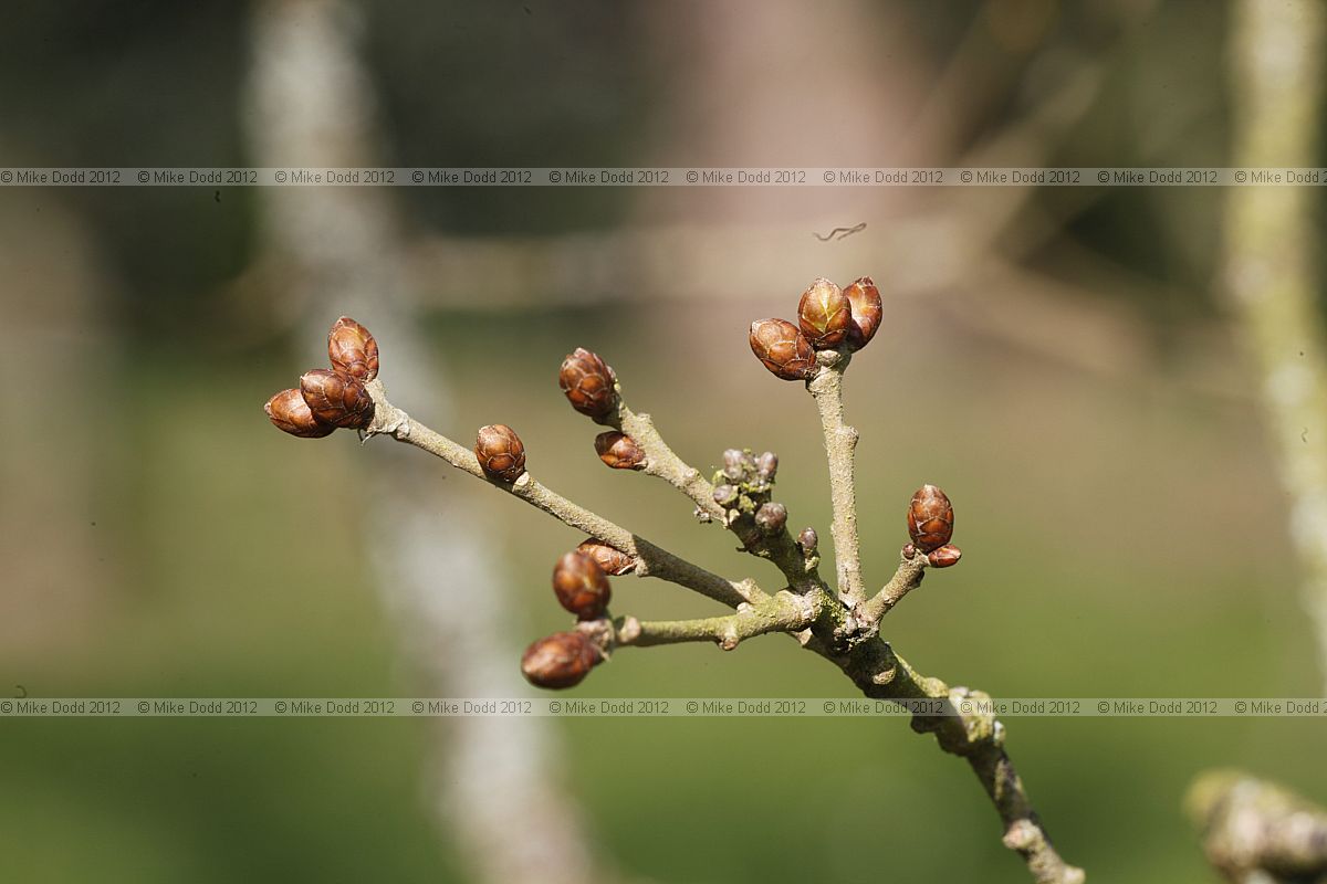 Quercus infectoria subsp veneris