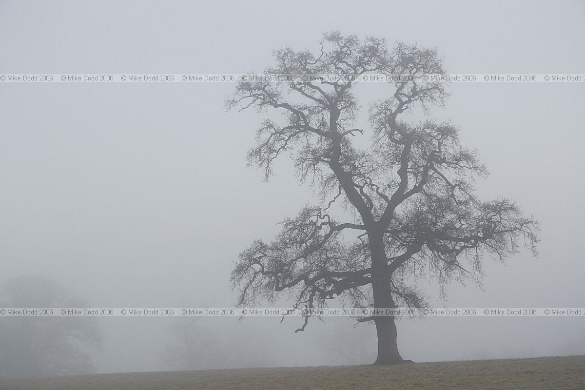 Oak trees in mist dawn