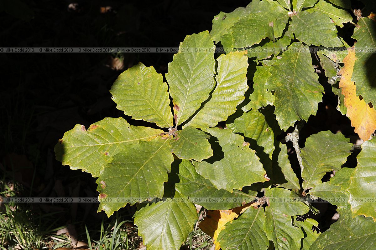Quercus 'Pondaim'