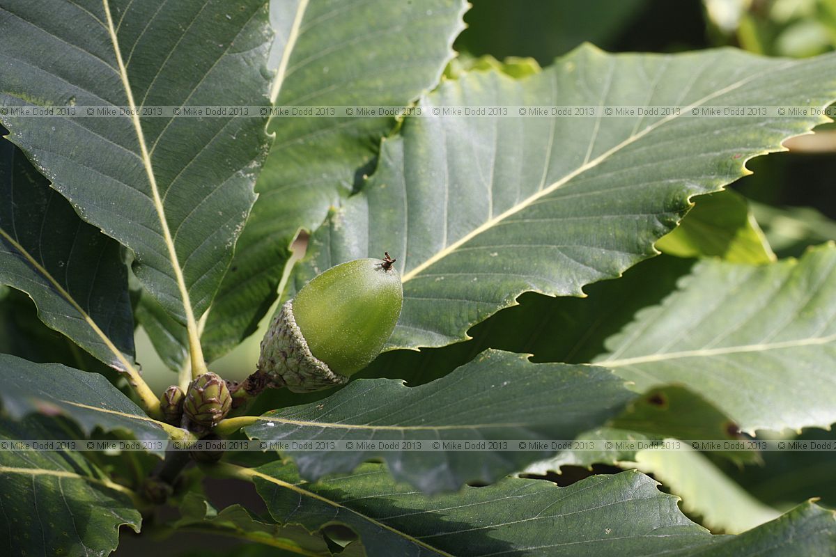 Quercus pontica Armenian oak