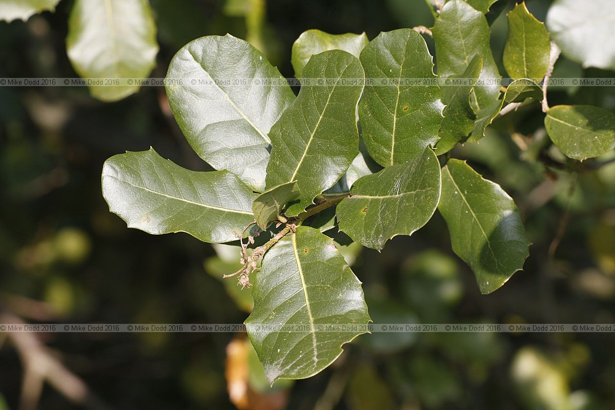 Quercus pseudosemicarpifolia