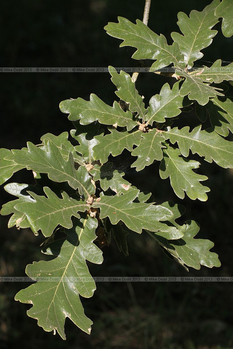 Quercus pyrenaica x frainetto Hybrid Oak