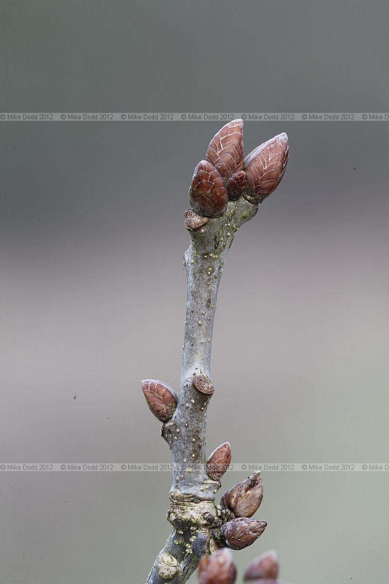 Quercus robur (check when leaves appear)