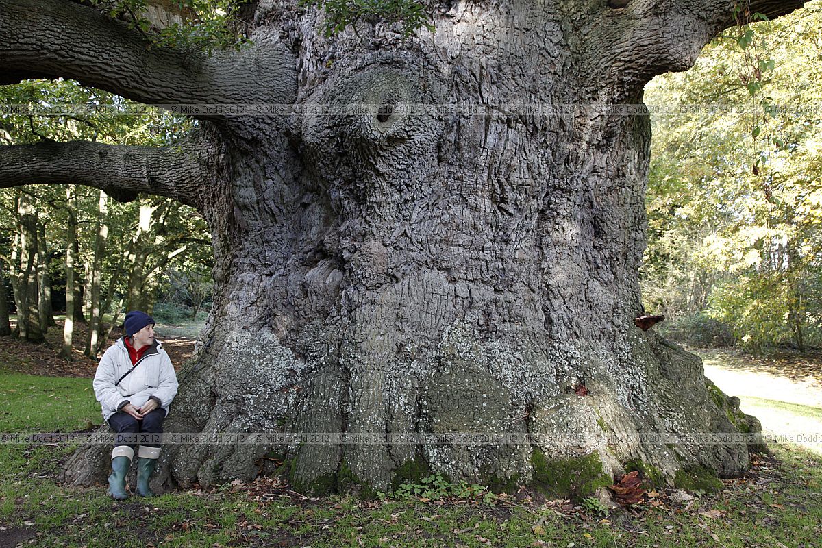 Quercus robur English Oak Majesty