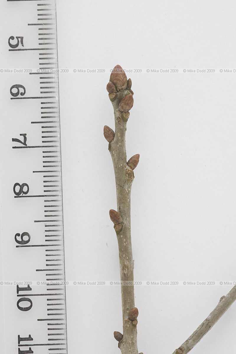 Quercus robur f. fastigiata Cypress Oak