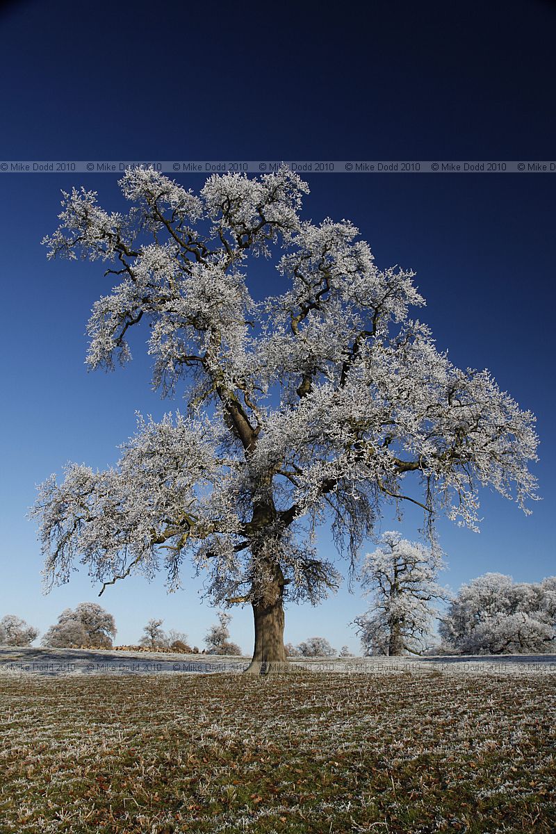 Frosty oak Quercus robur