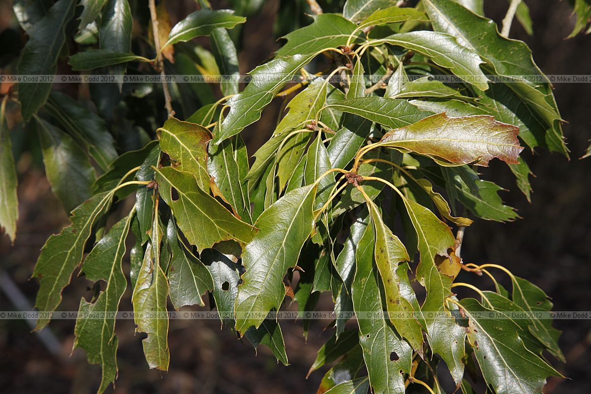 Quercus sartorii