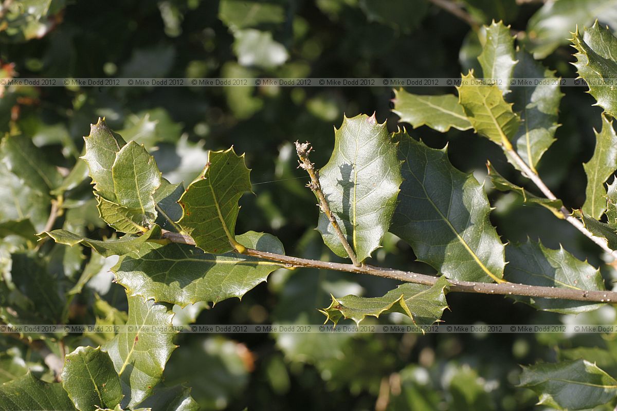 Quercus semecarpifolia