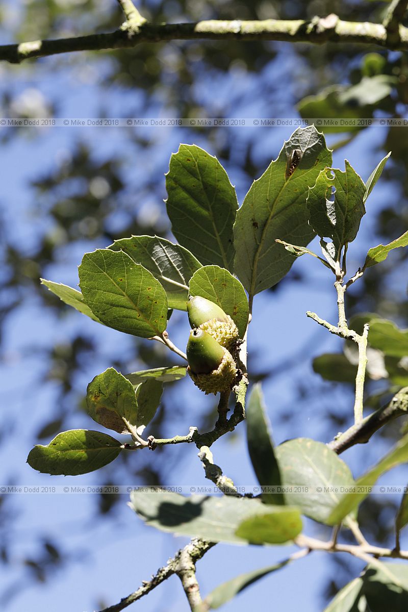Quercus suber Cork oak