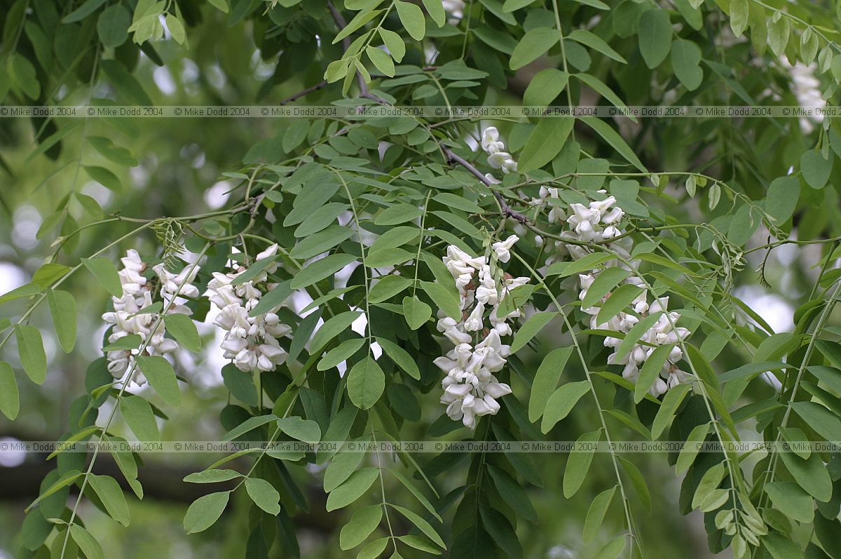 Robinia pseudoacacia False acacia