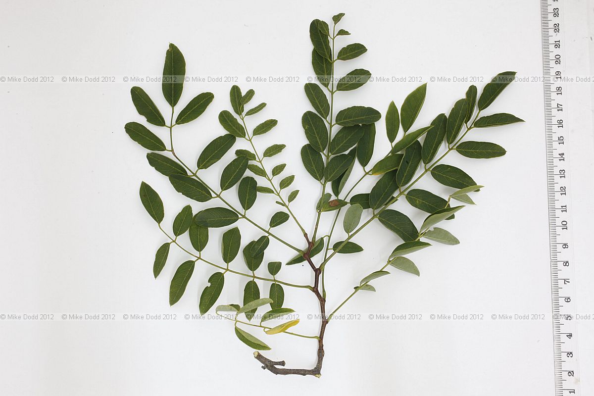 Robinia x slavinii 'Hillieri' Rose Acacia Tree (?)