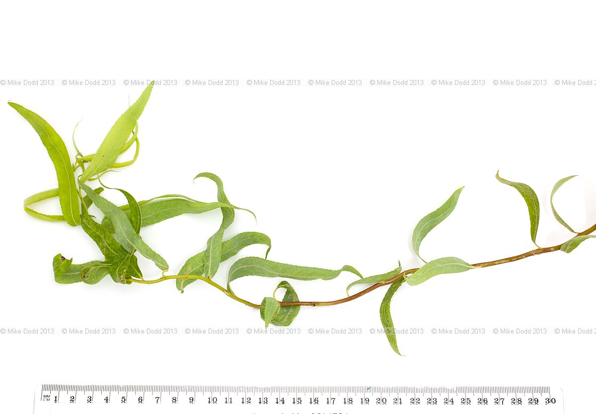 Salix babylonica var pekinensis 'Tortuosa' Corkscrew Willow