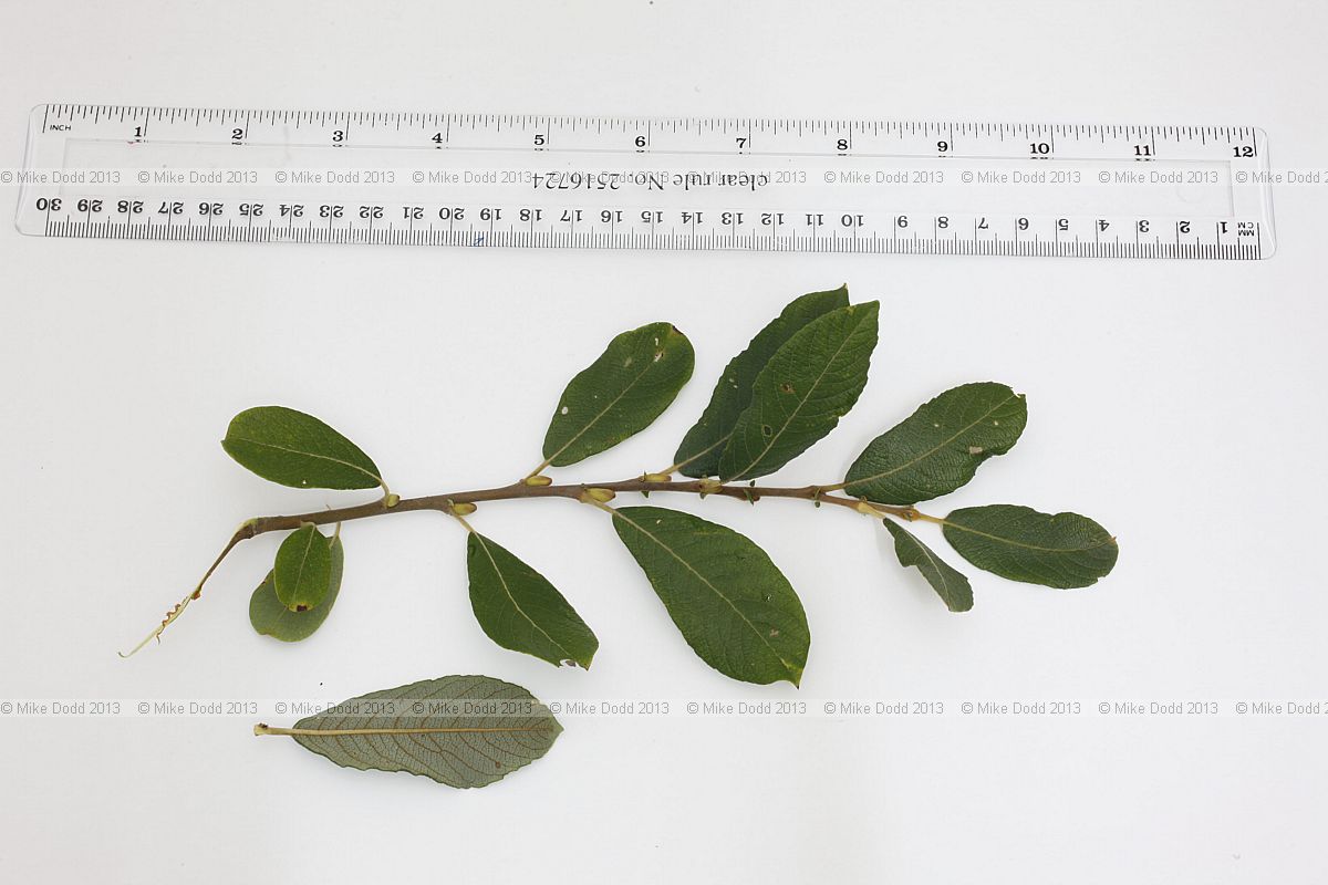 Salix cinerea ssp. oleifolia Grey Sallow