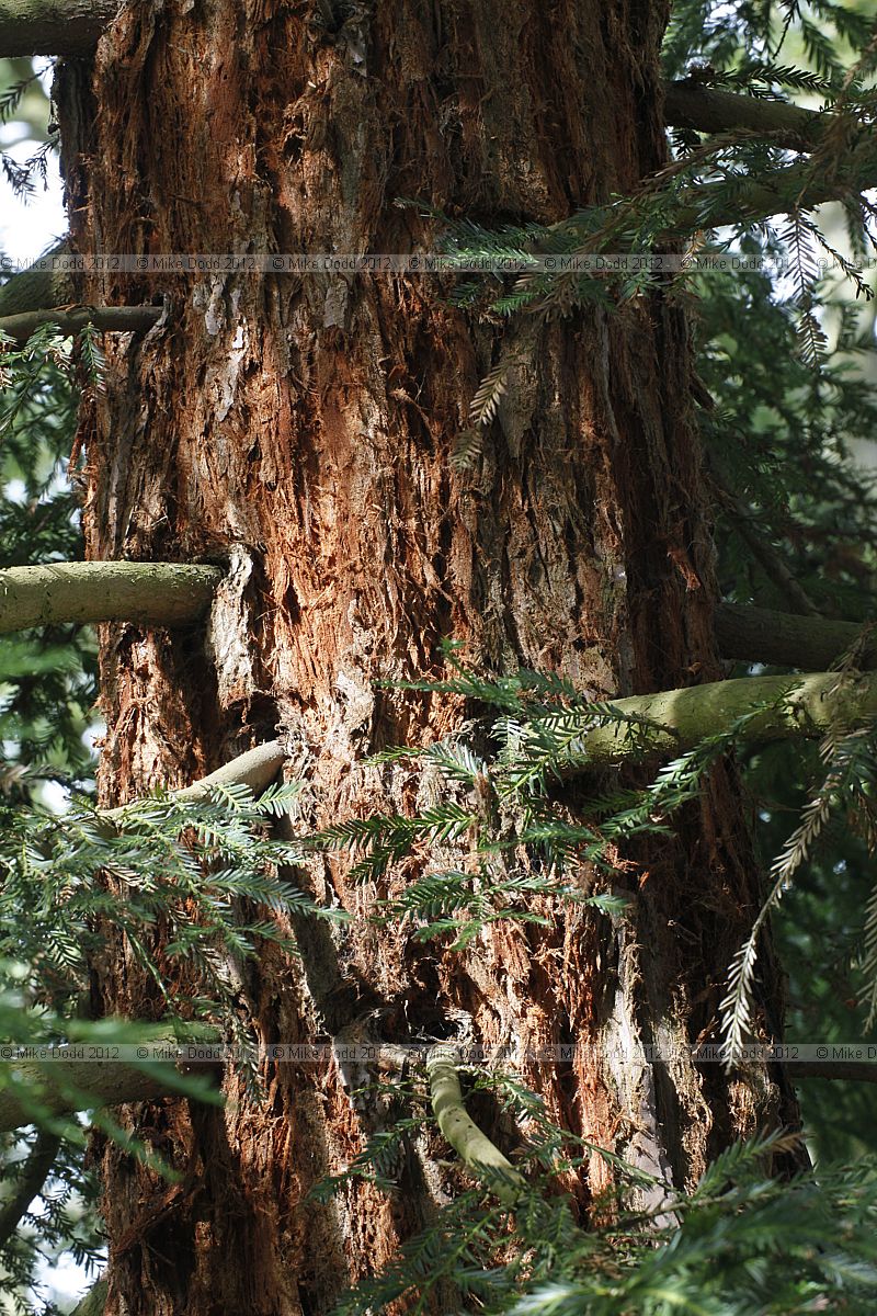 Sequoia sempervirens Coast Redwood