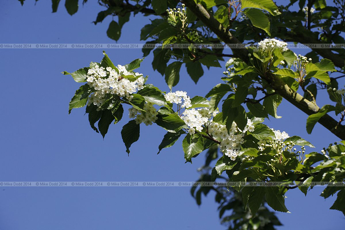 Sorbus alnifolia Alder-leafed Whitebeam