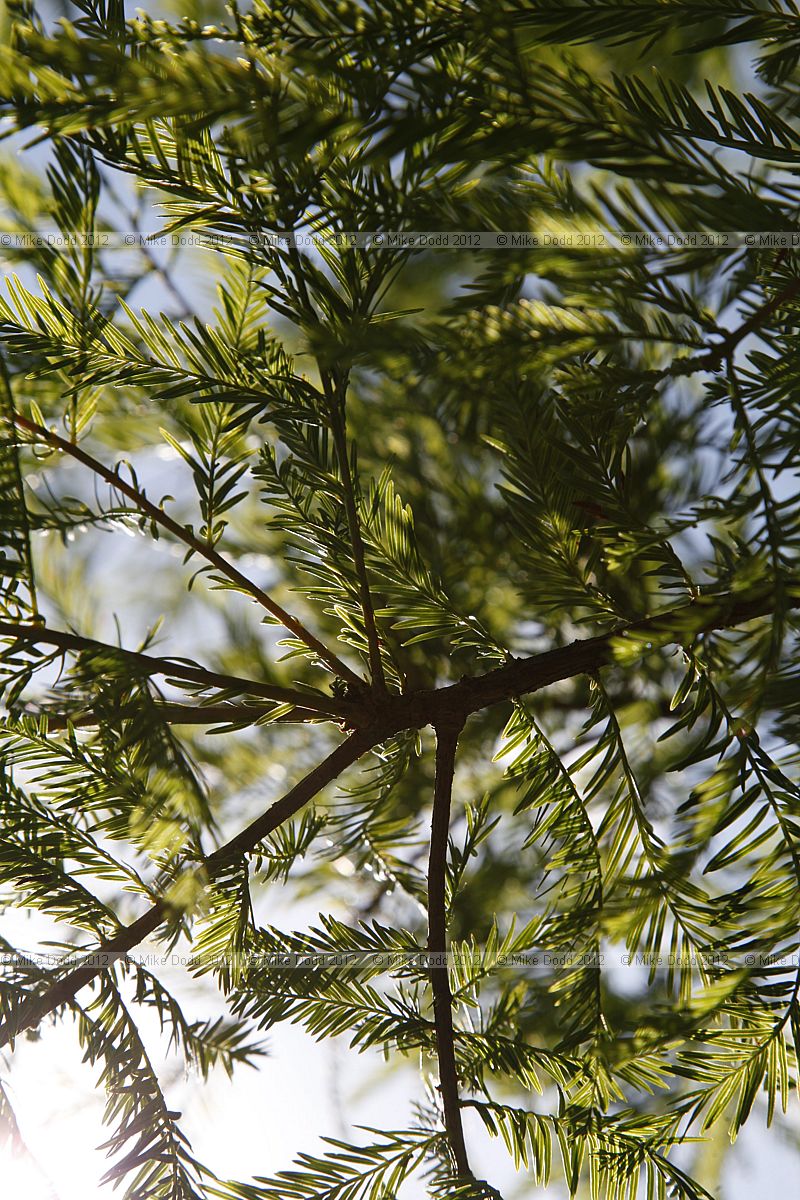 Taxodium distichum Swamp Cypress