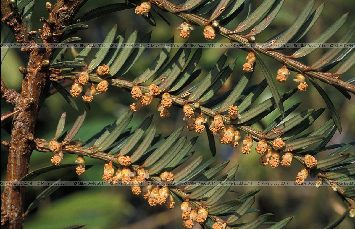Taxus baccata Yew