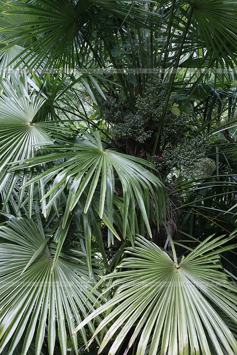 Trachycarpus fortunei Chusan palm