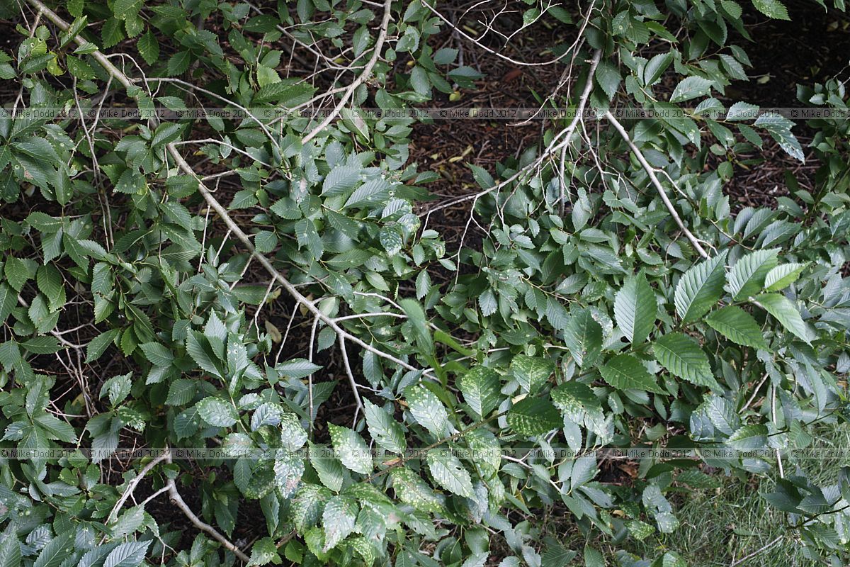 Ulmus davidiana var japonica