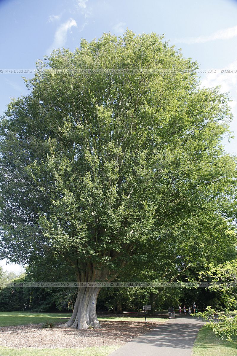 Zelkova carpinifolia Caucasian Elm