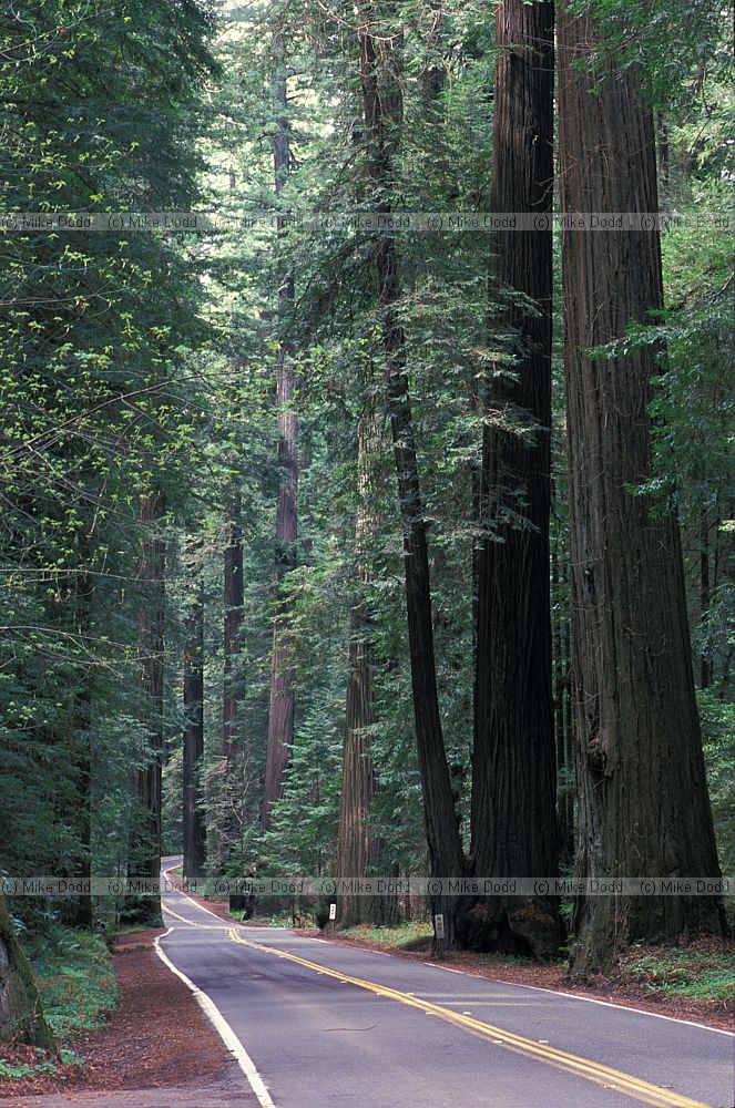 Avenue of the giants Sequoia sempervirens coastal redwoods California