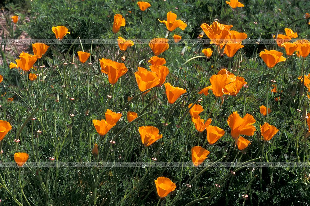 Eschscholzia californica California poppy California