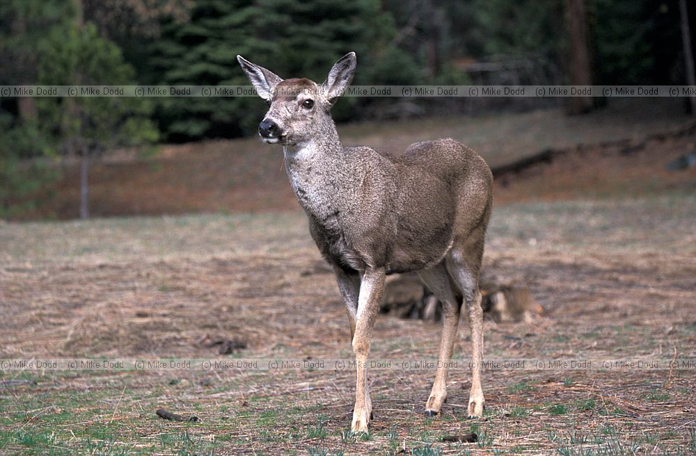 mule deer Yosemite California
