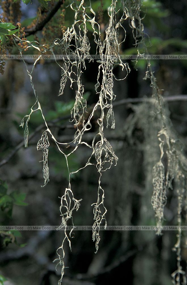 Ramalina menziesii lichen California