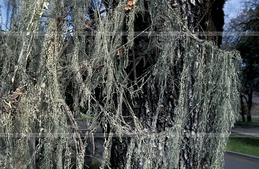 Ramalina menziesii lichen California