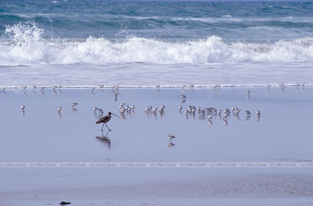 Sanderling and long billed curlew on beach California