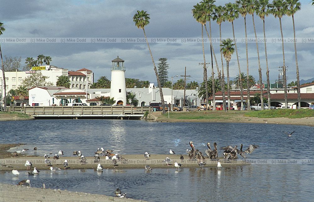 Seabirds and seafront Santa Barbara california
